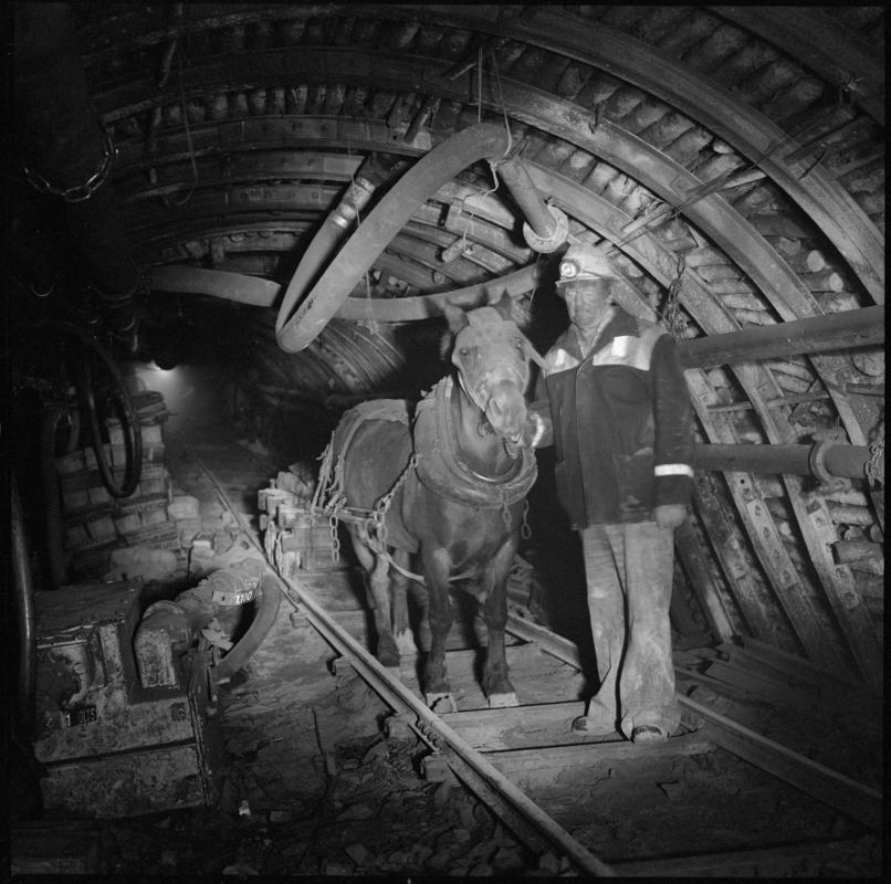 Black and white film negative showing a pit pony and ostler on the supply road at Lady Windsor Colliery. 'Lady Windsor' is transcribed from original negative bag.