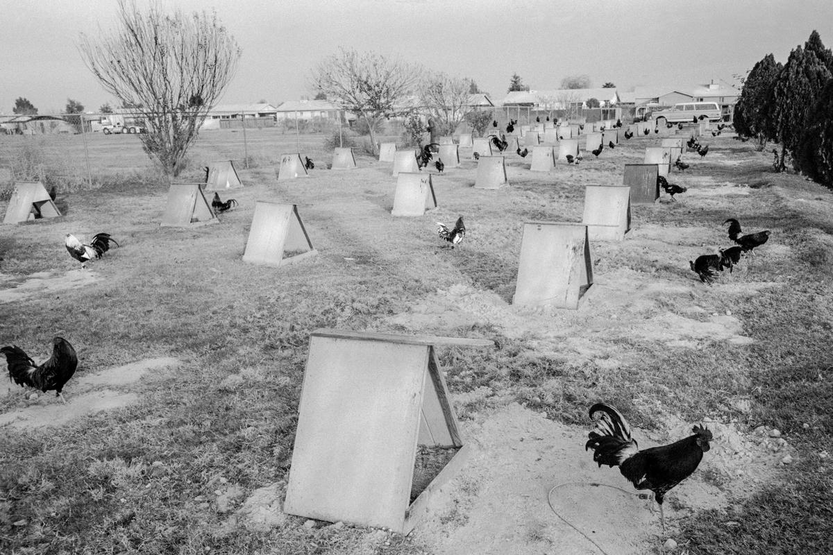 USA. ARIZONA. Phoenix. Fighting cocks breeding farm. Phoenix. 1978.