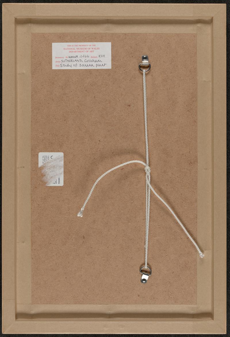 Study of banana plant