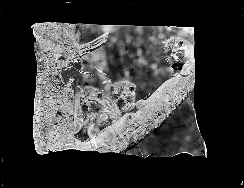 Kittens, glass negative