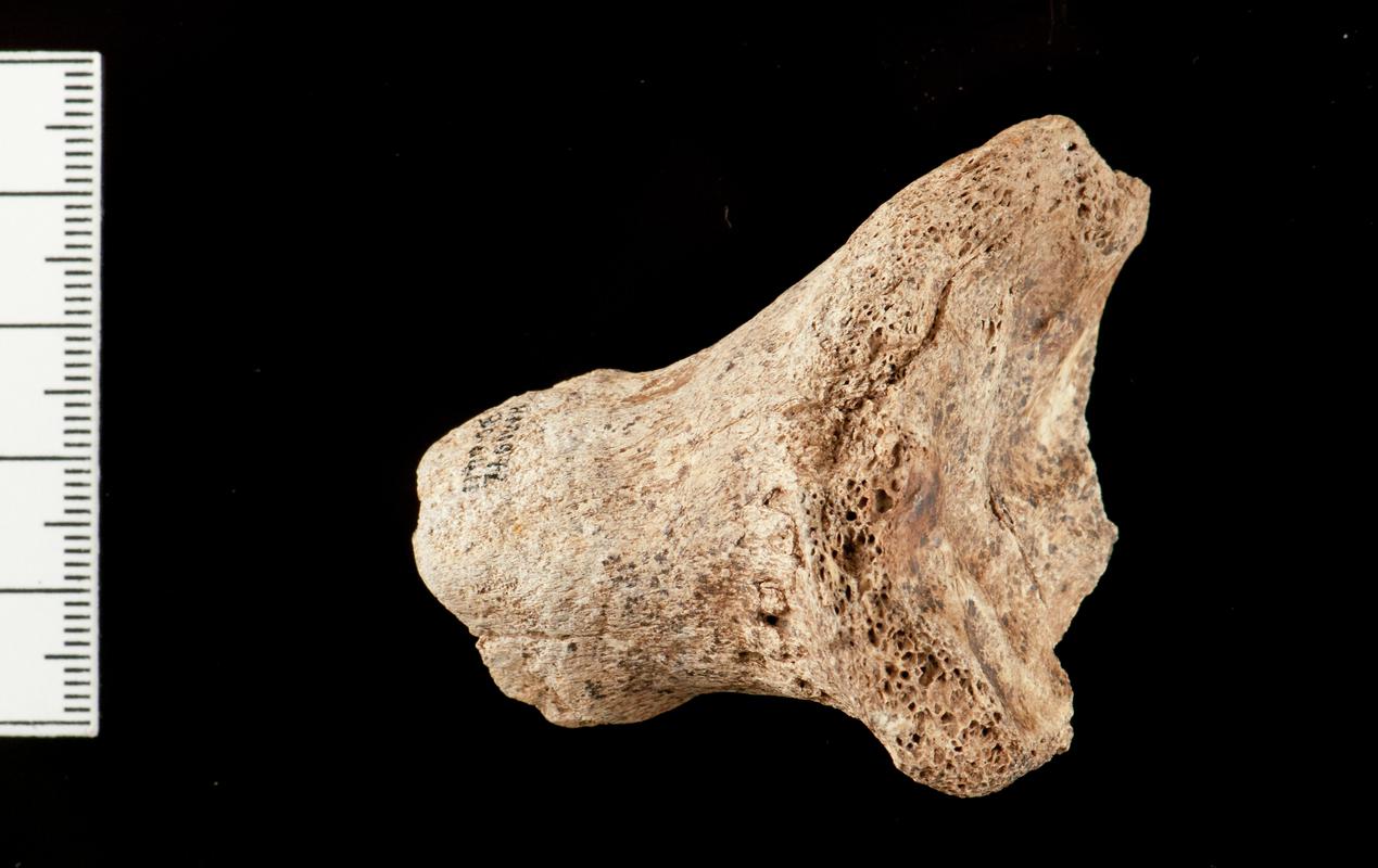 Pleistocene reindeer bone