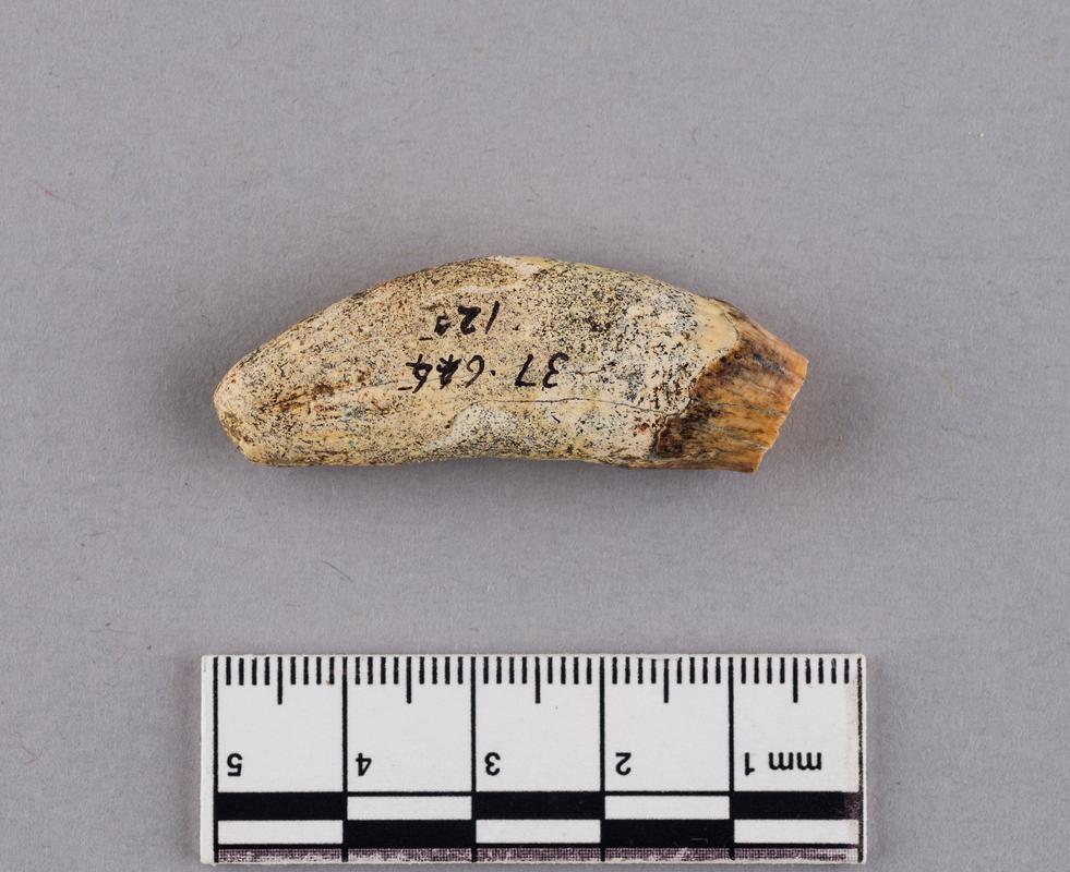 Pleistocene wolf tooth