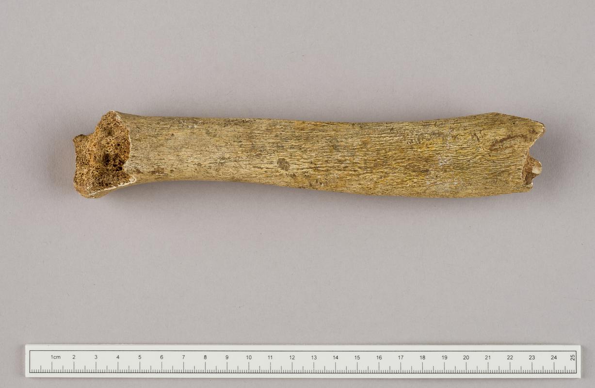 Prehistoric human bone