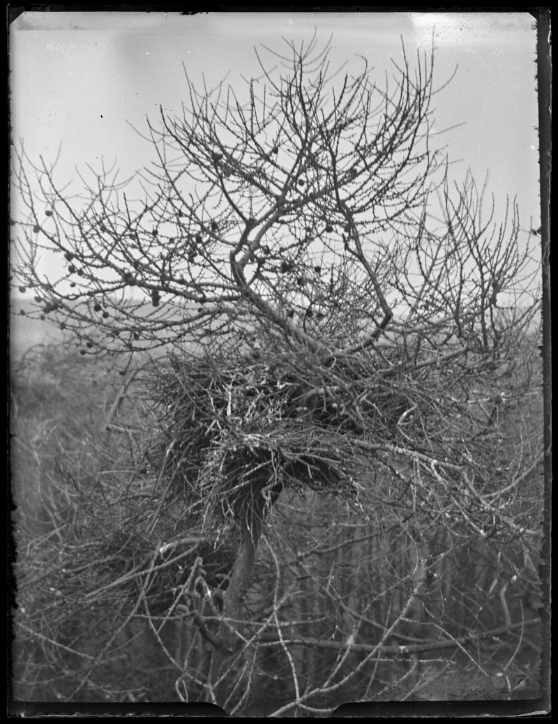 Rook nest, glass negative