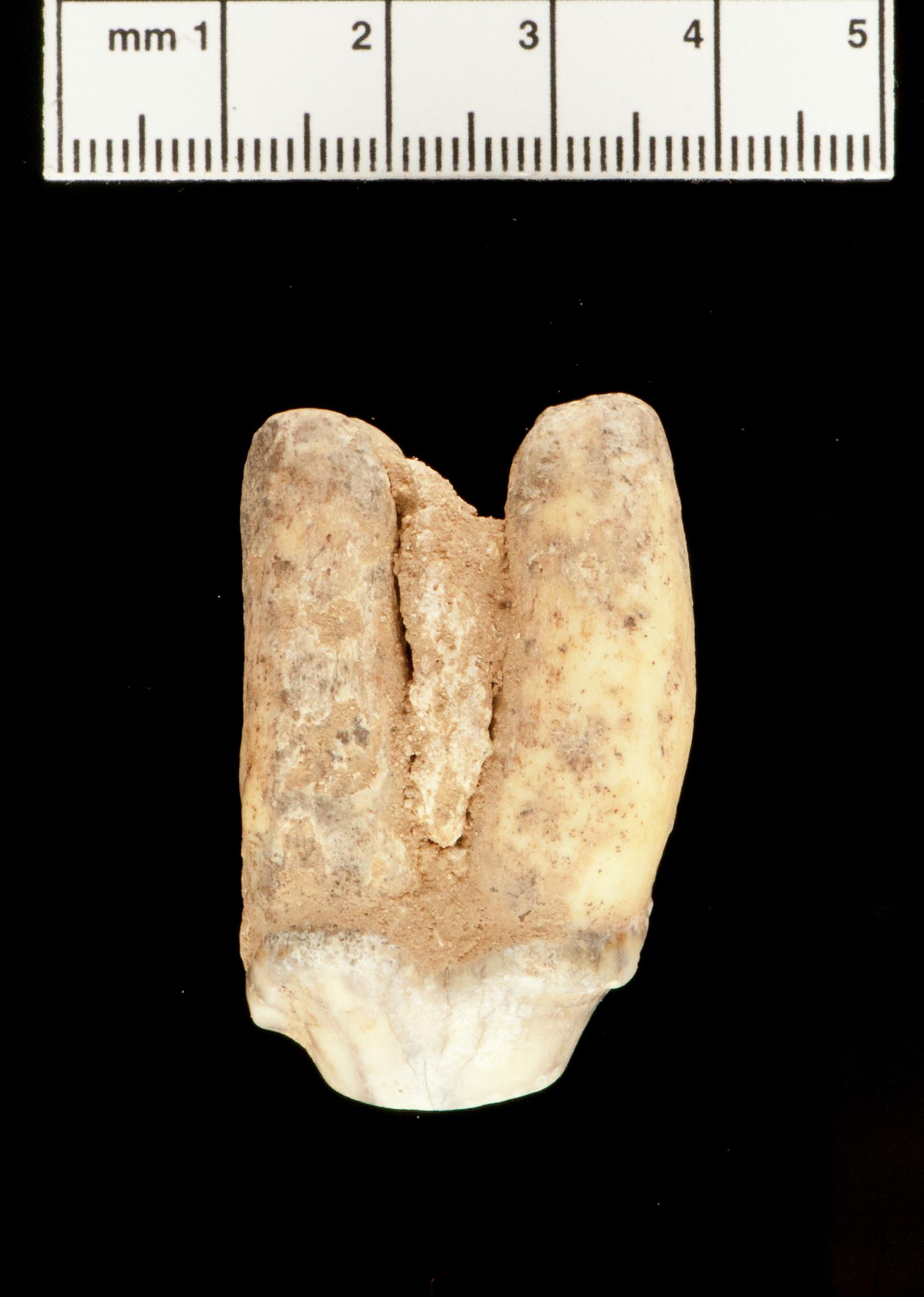 Pleistocene animal bone