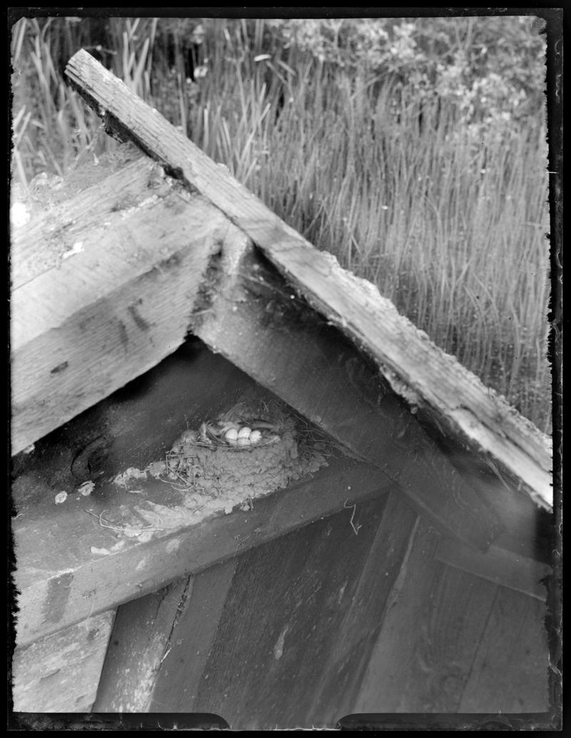 Swallow nest, glass negative