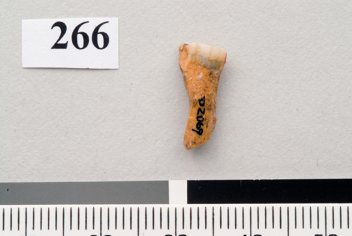 Neanderthal molar . Pontnewydd Cave