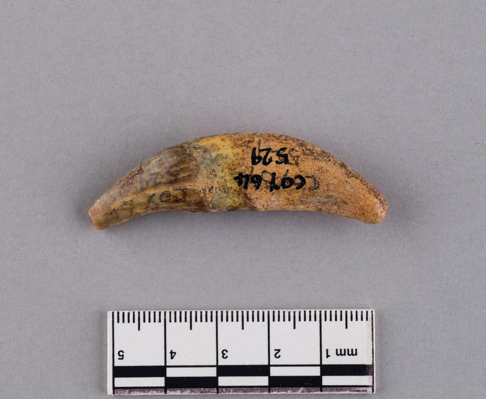 Pleistocene wolf tooth