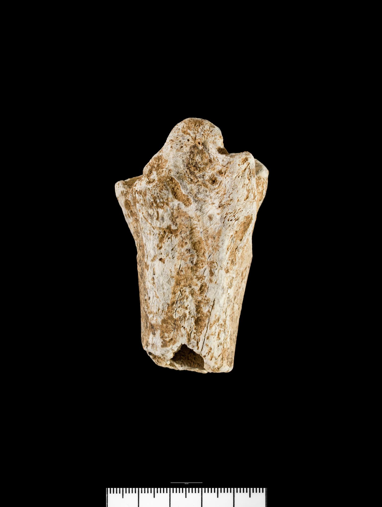Pleistocene / Holocene bovid bone