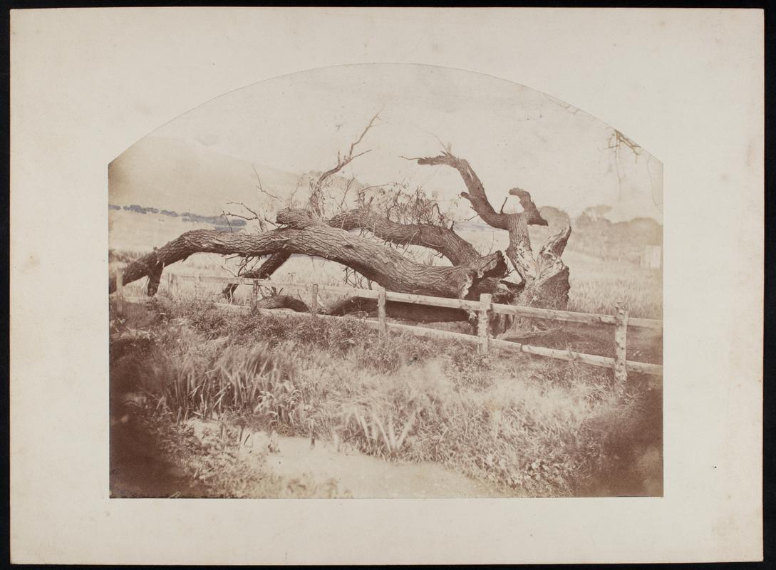 fallen tree trunk