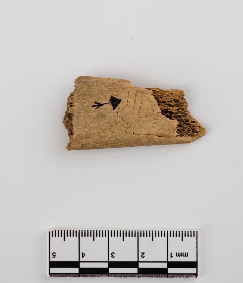 Prehistoric cut marked bone