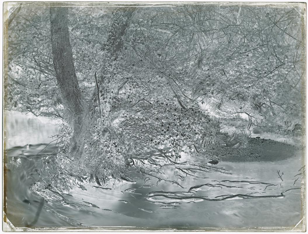 Tree roots in stream, negative