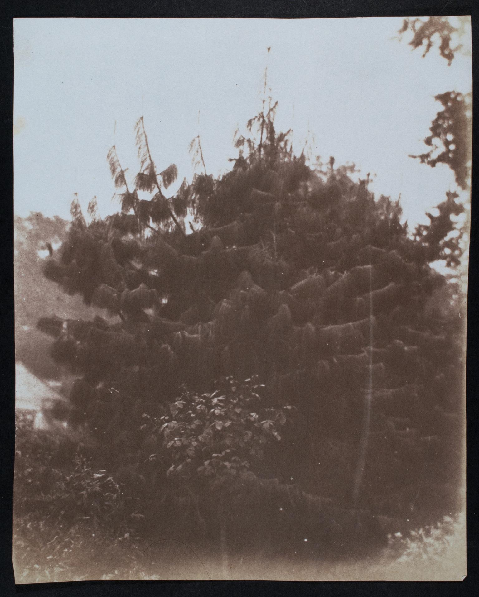 Pine tree, photograph