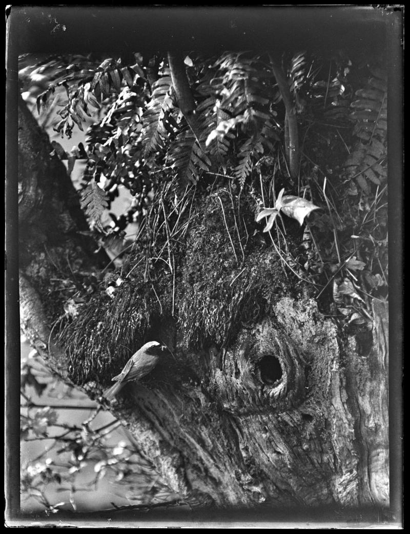 Redstart, glass negative