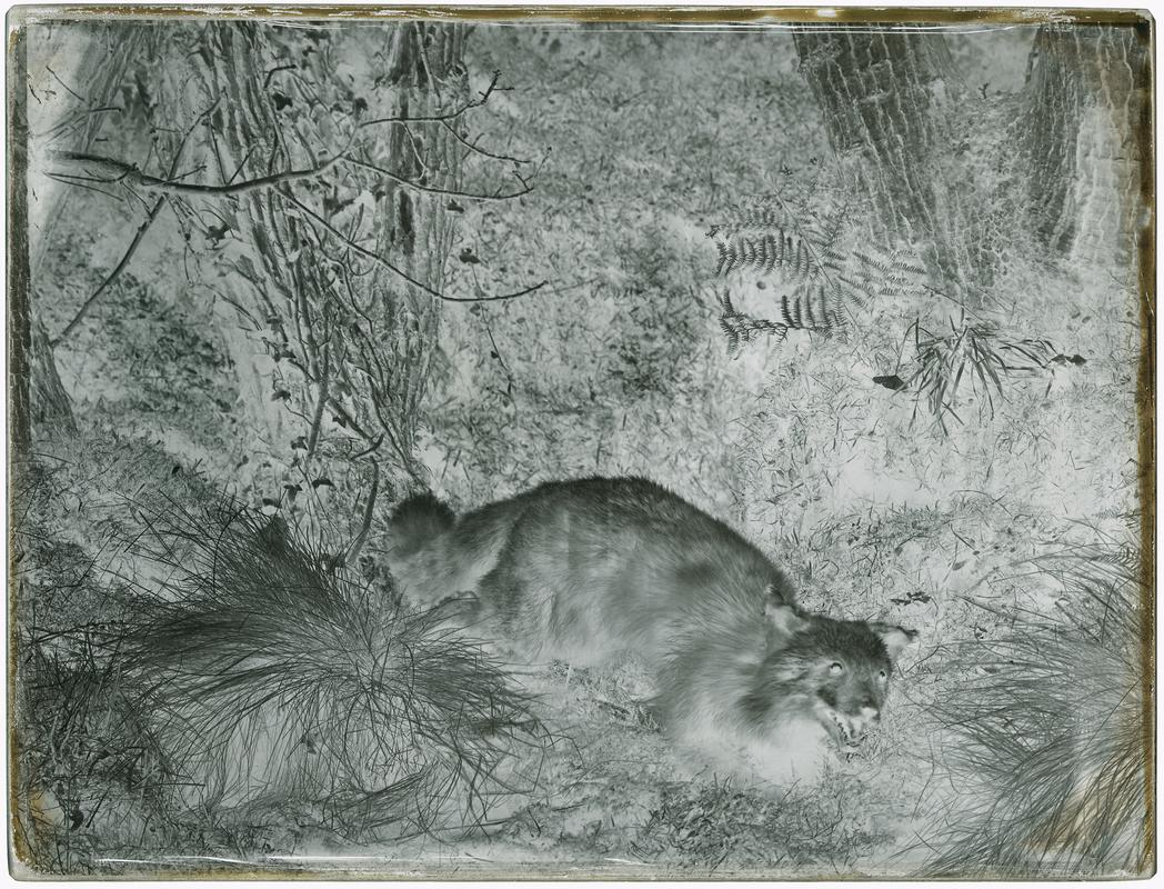 Fox, glass negative