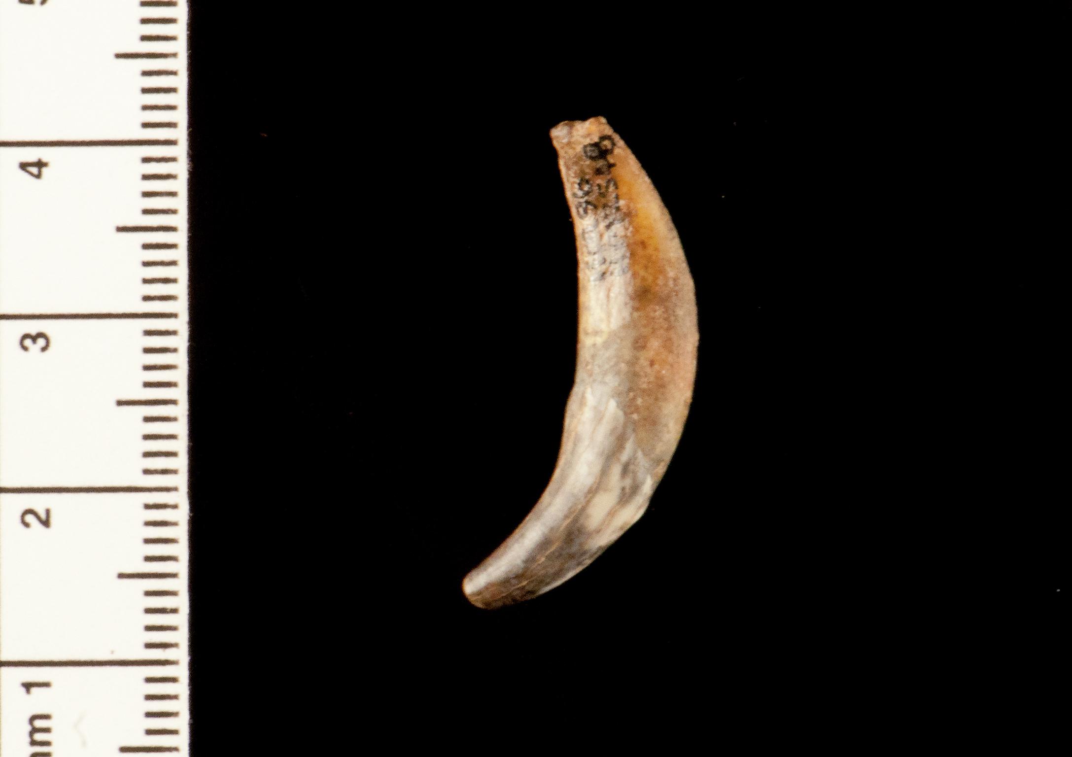 Pleistocene / Holocene fox tooth