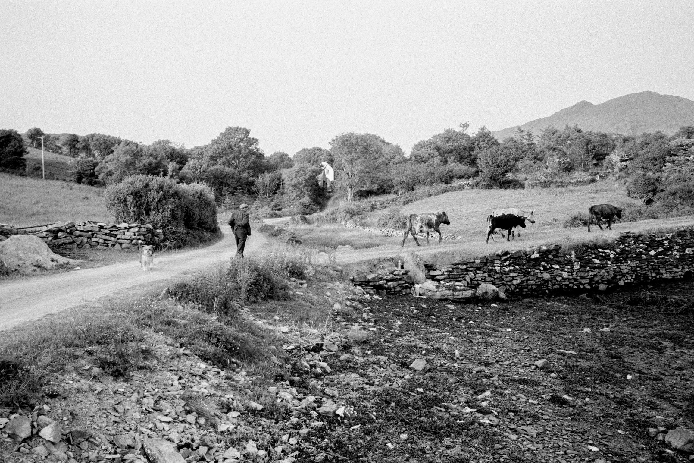 Moving cattle on the farm. County Kerry. Kenmare. Ireland