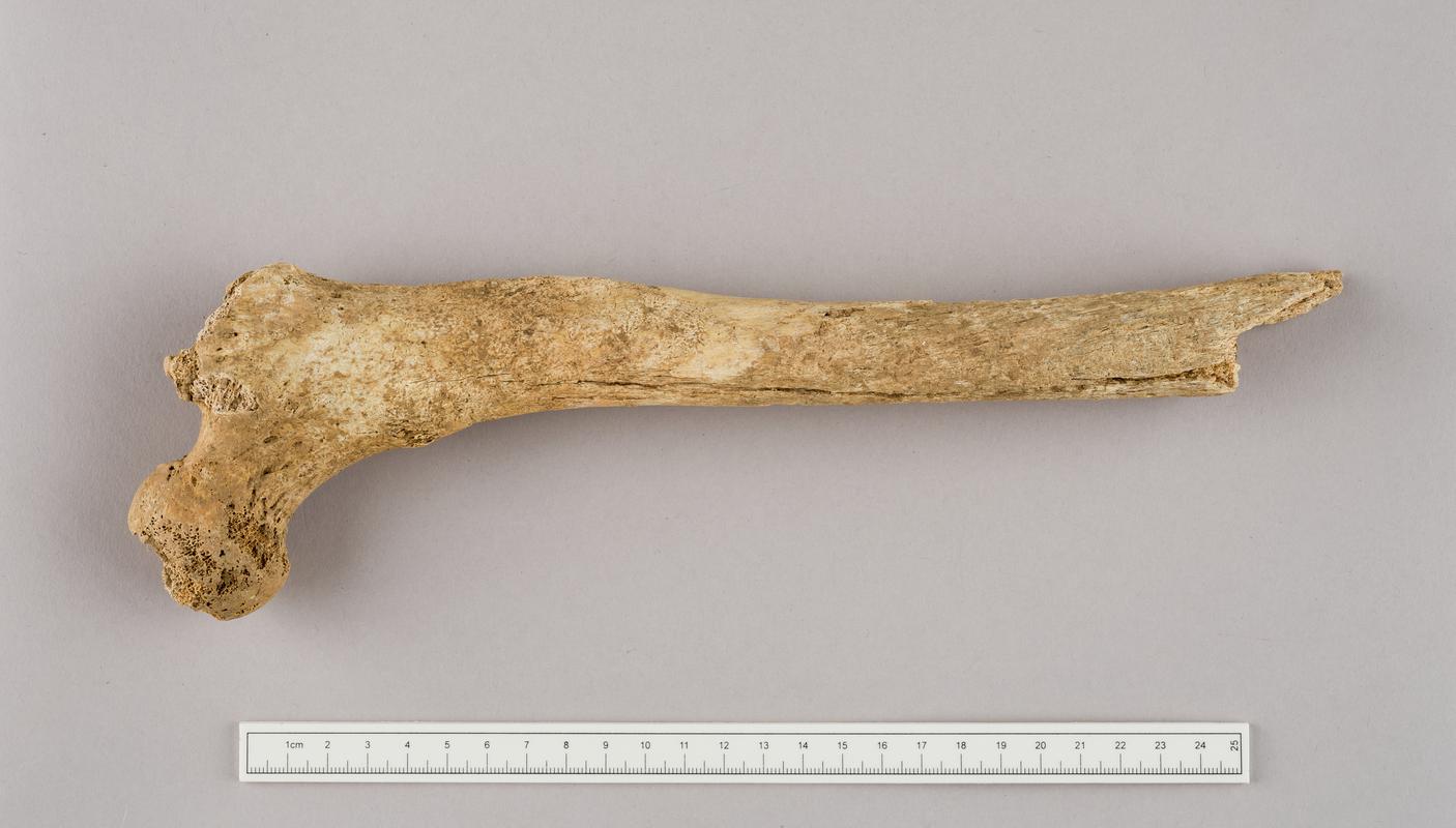 Neolithic human remains