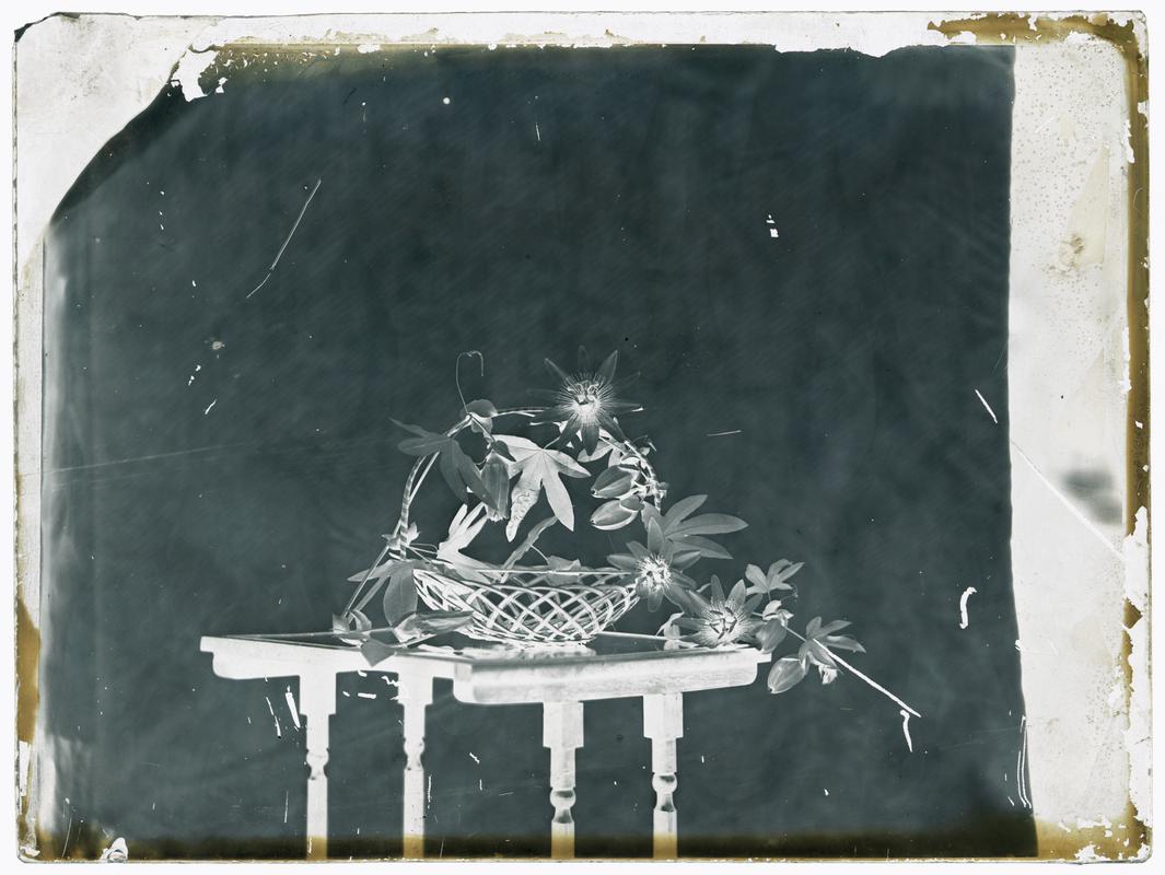 Flowers on a table, glass negative