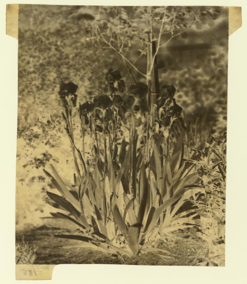 Irises, negative