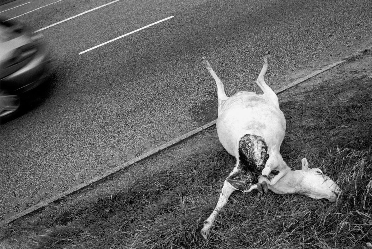 GB. WALES. Glyn Neath. Deer kill accident on the main Heads of Valley road. 1998.