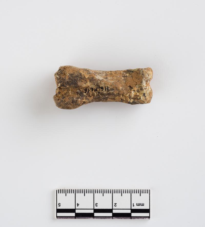 Pleistocene reindeer bone