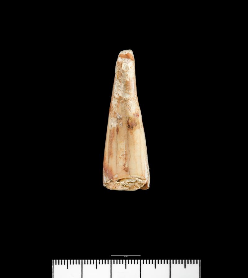 Prehistoric perforated horse tooth