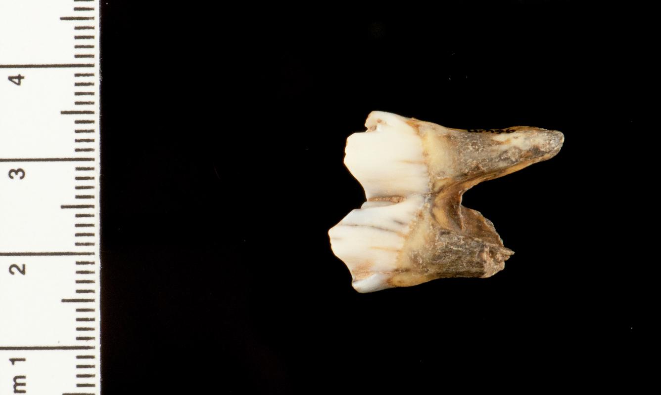 Pleistocene reindeer tooth