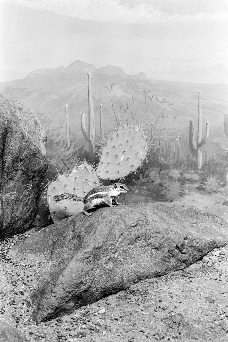 USA. ARIZONA. Tuscon Reid Park zoo. Animal in front of a painted backdrop. 1980.
