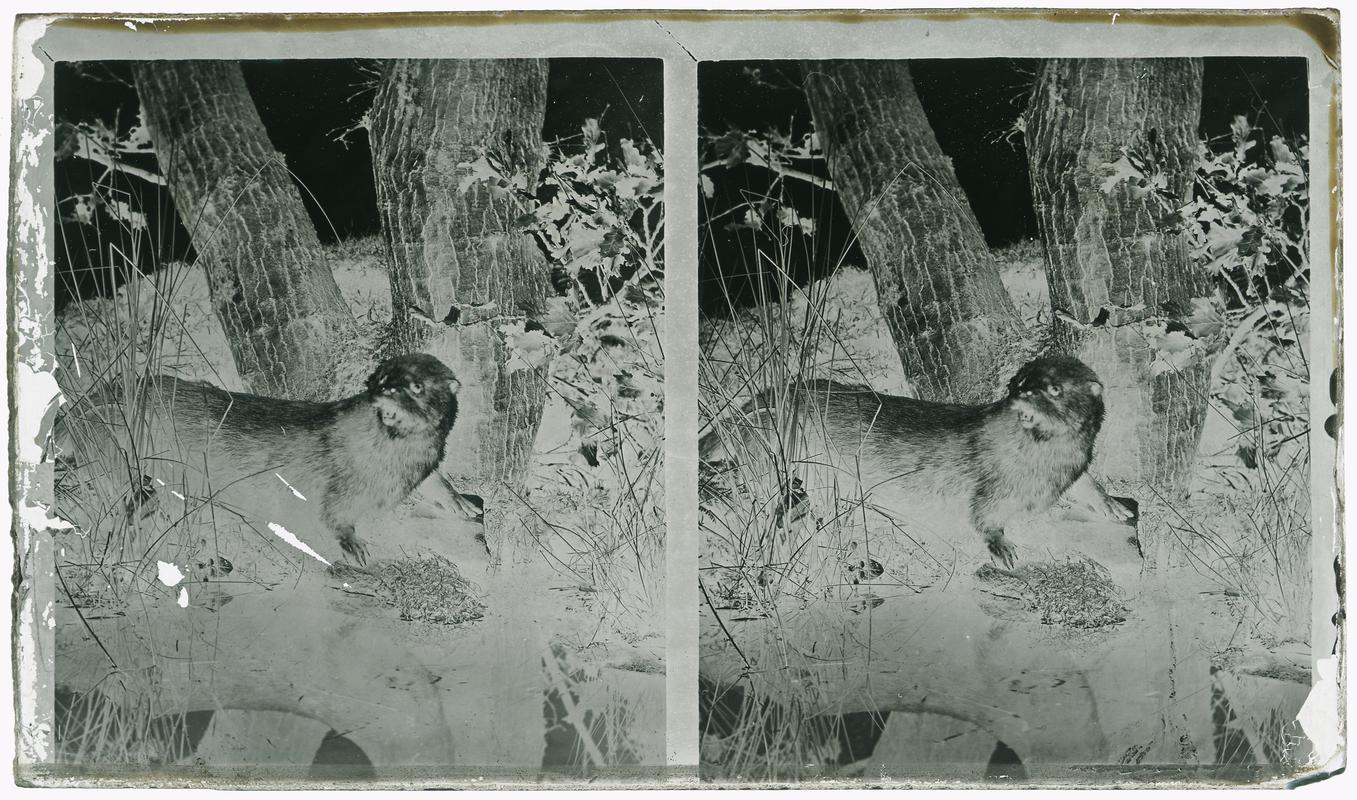 Otter, glass negative