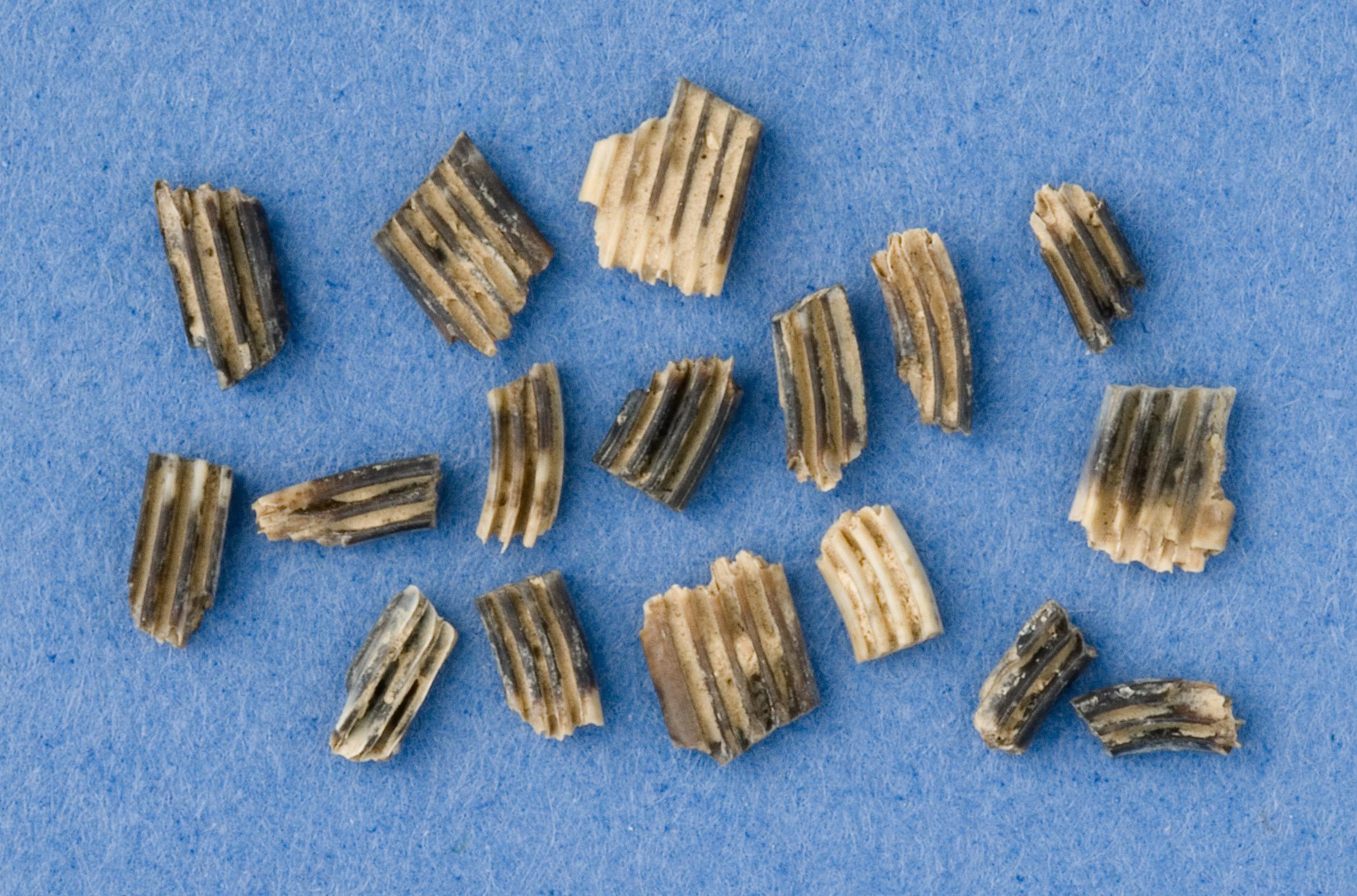Pleistocene lemming tooth