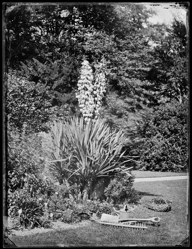 Yucca Gloriosa at Sketty (glass negative)