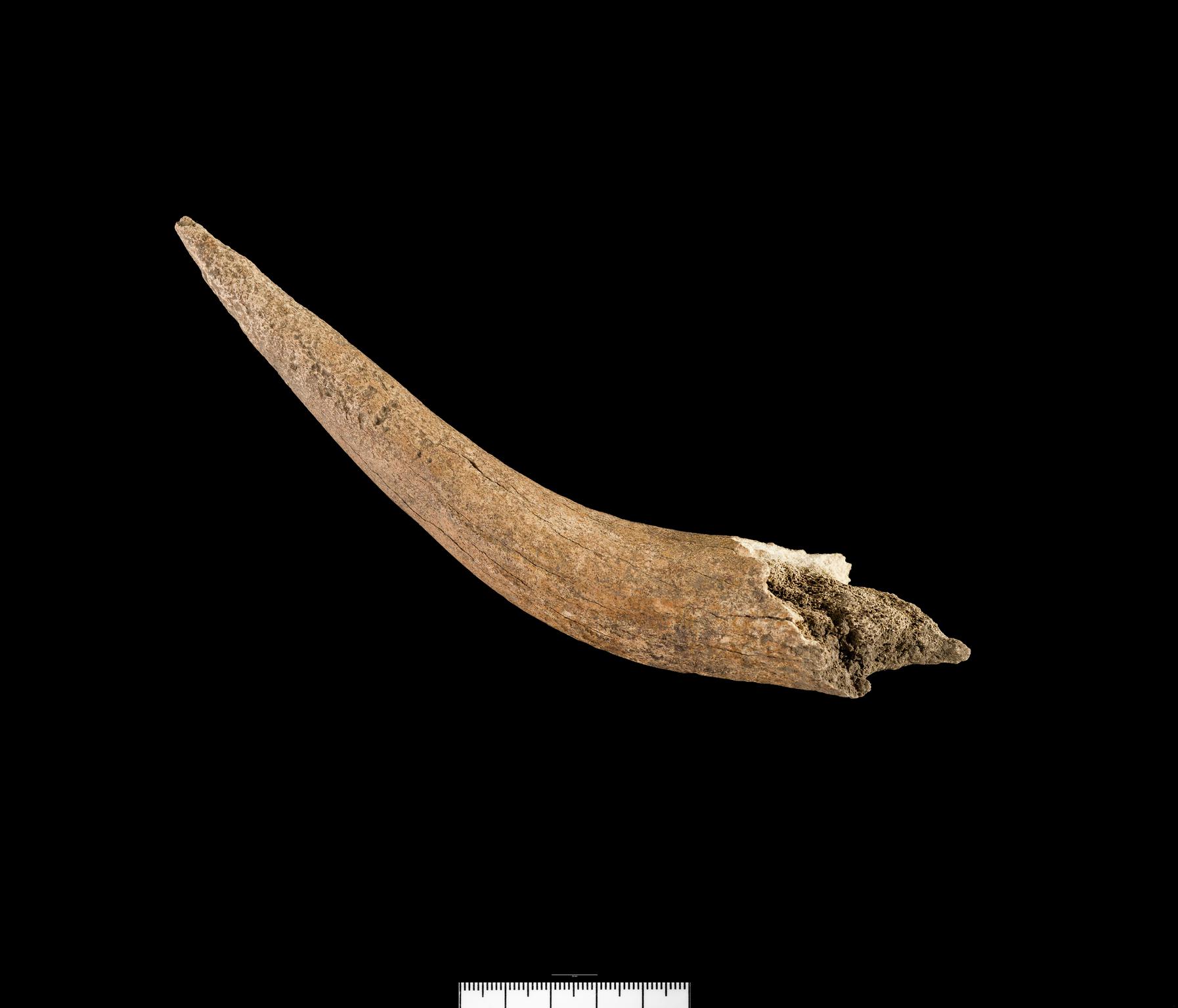 Prehistoric antler object