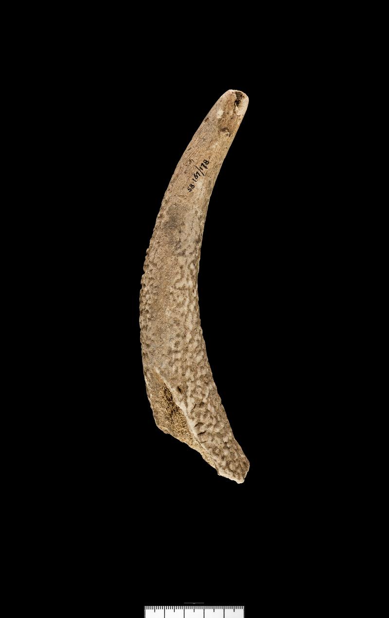 Iron Age / Roman antler pick
