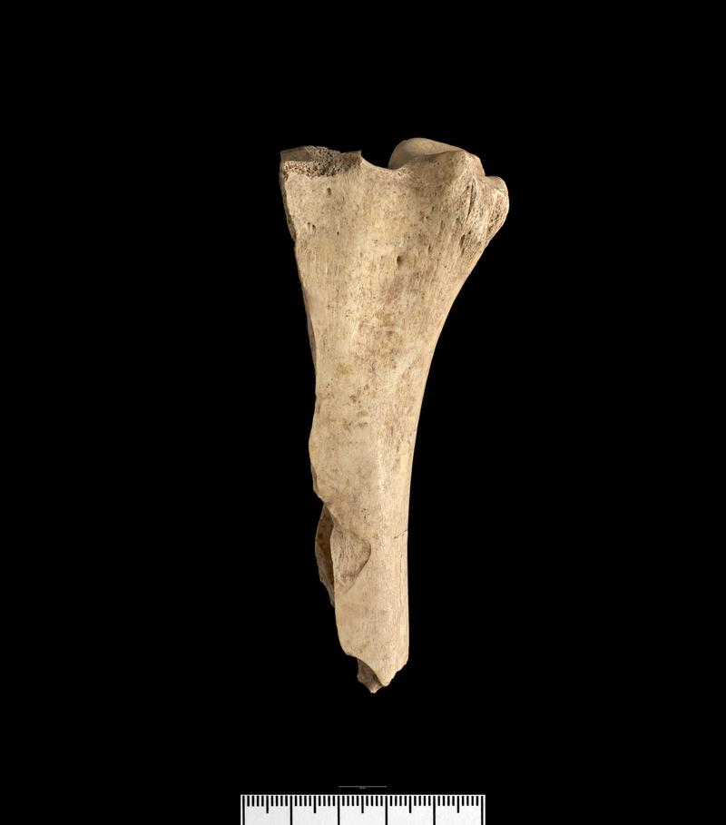 Finds from Caerwent  forum basilica excavations