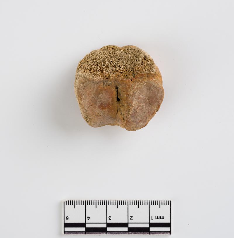 Holocene auroch bone