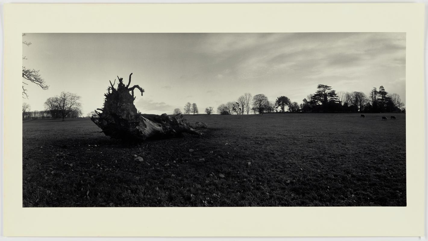 Crashed Tree, Cows, Powys, 1976/7