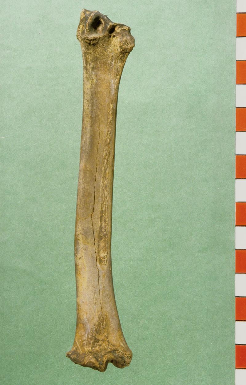 Undated animal remains