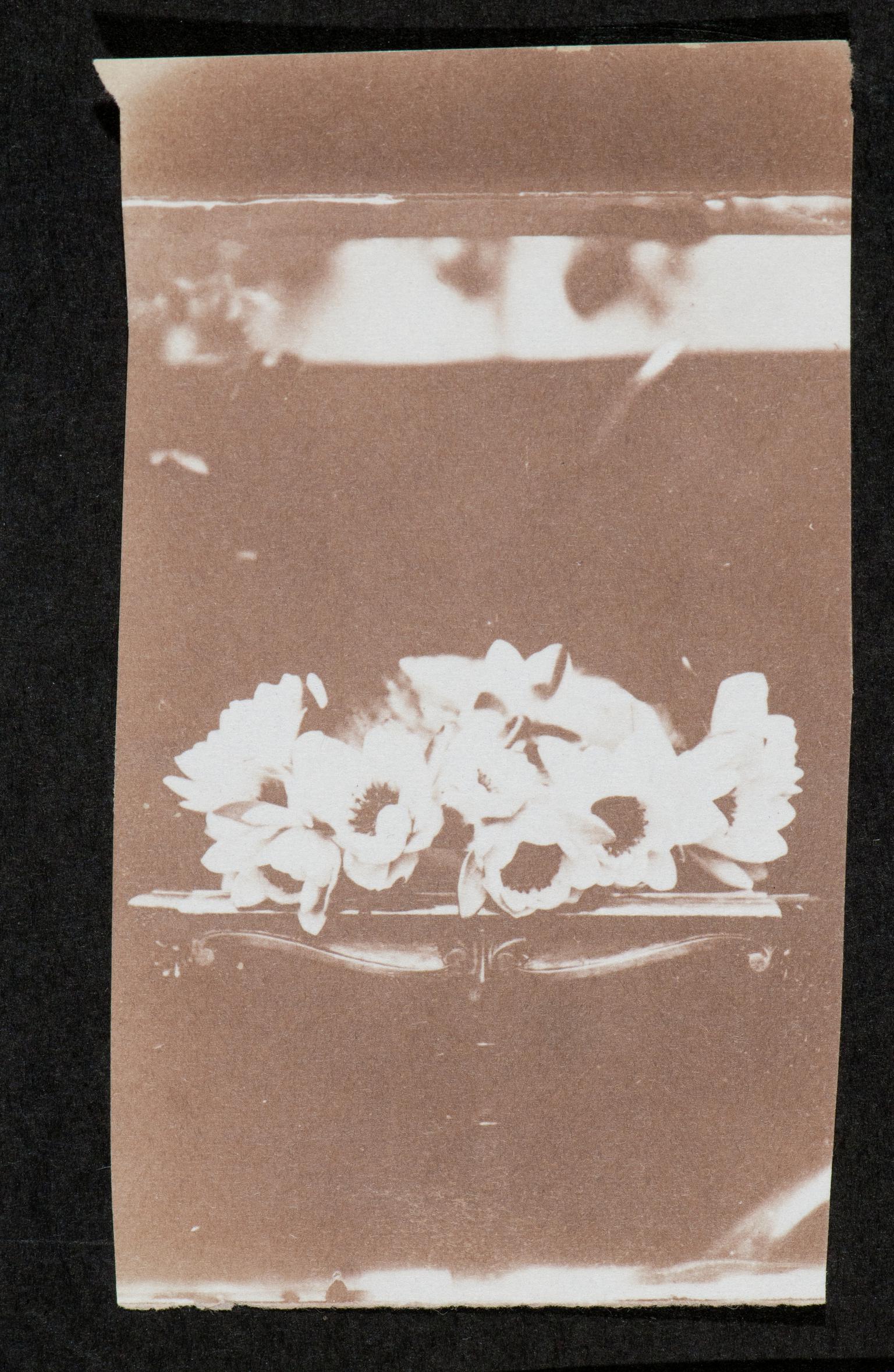 Water lilies, photograph