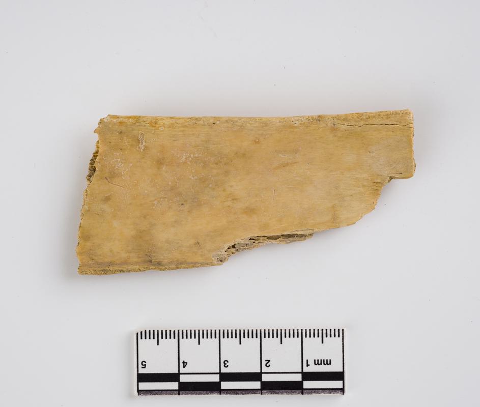Holocene auroch bone