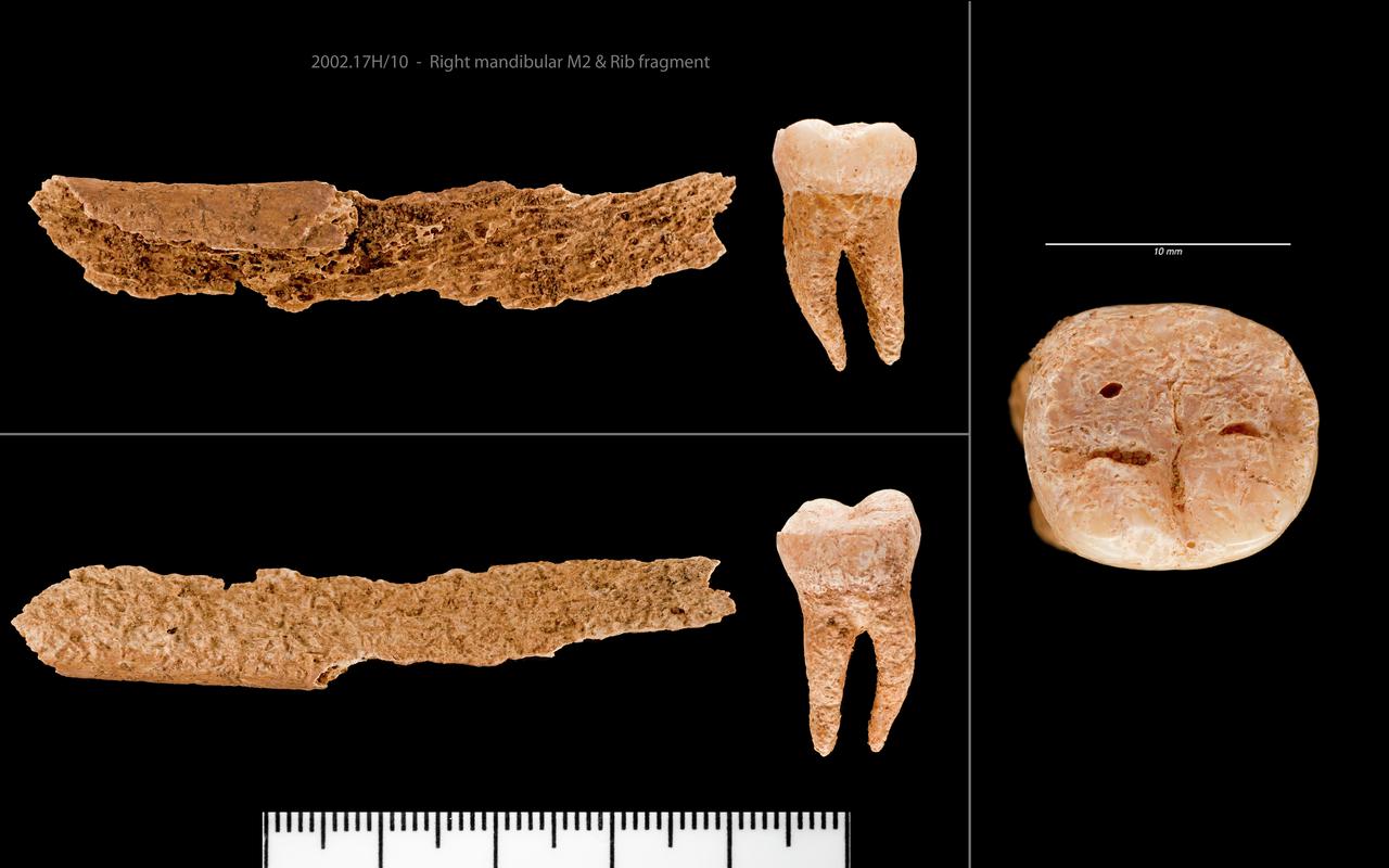 Right mandibular M2 and Rib fragment