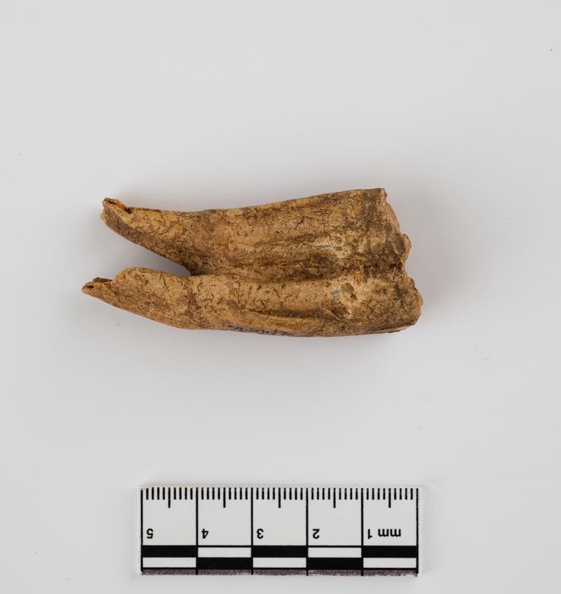 Holocene horse tooth