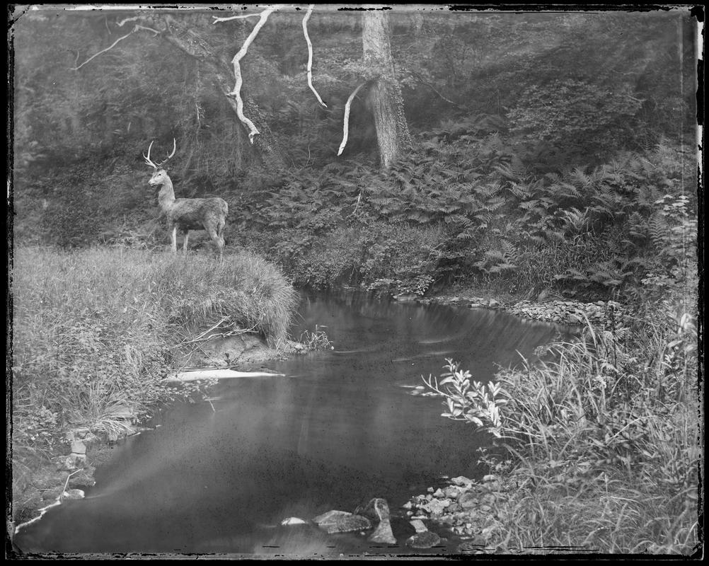 Stag at Eve (glass negative)