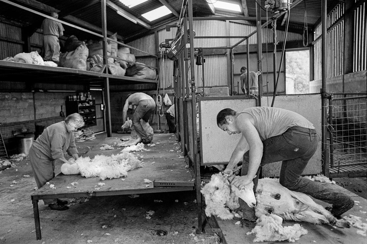 GB. WALES. Snowdonia. Sheep shearing by team of New Zealand sheep shearers on the highest sheep farm in Wales. 1997.