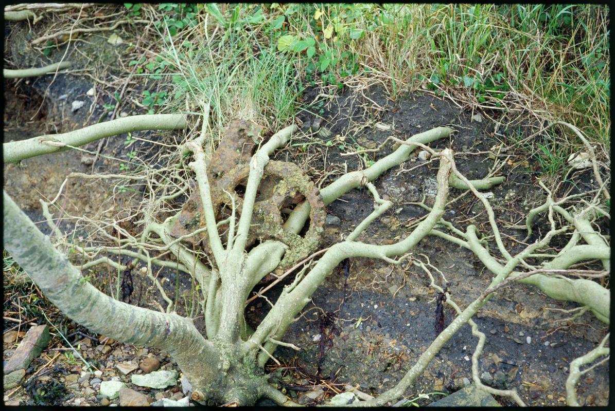 Colour film slide showing tree roots wrapped around a cog wheel, unknown colliery.