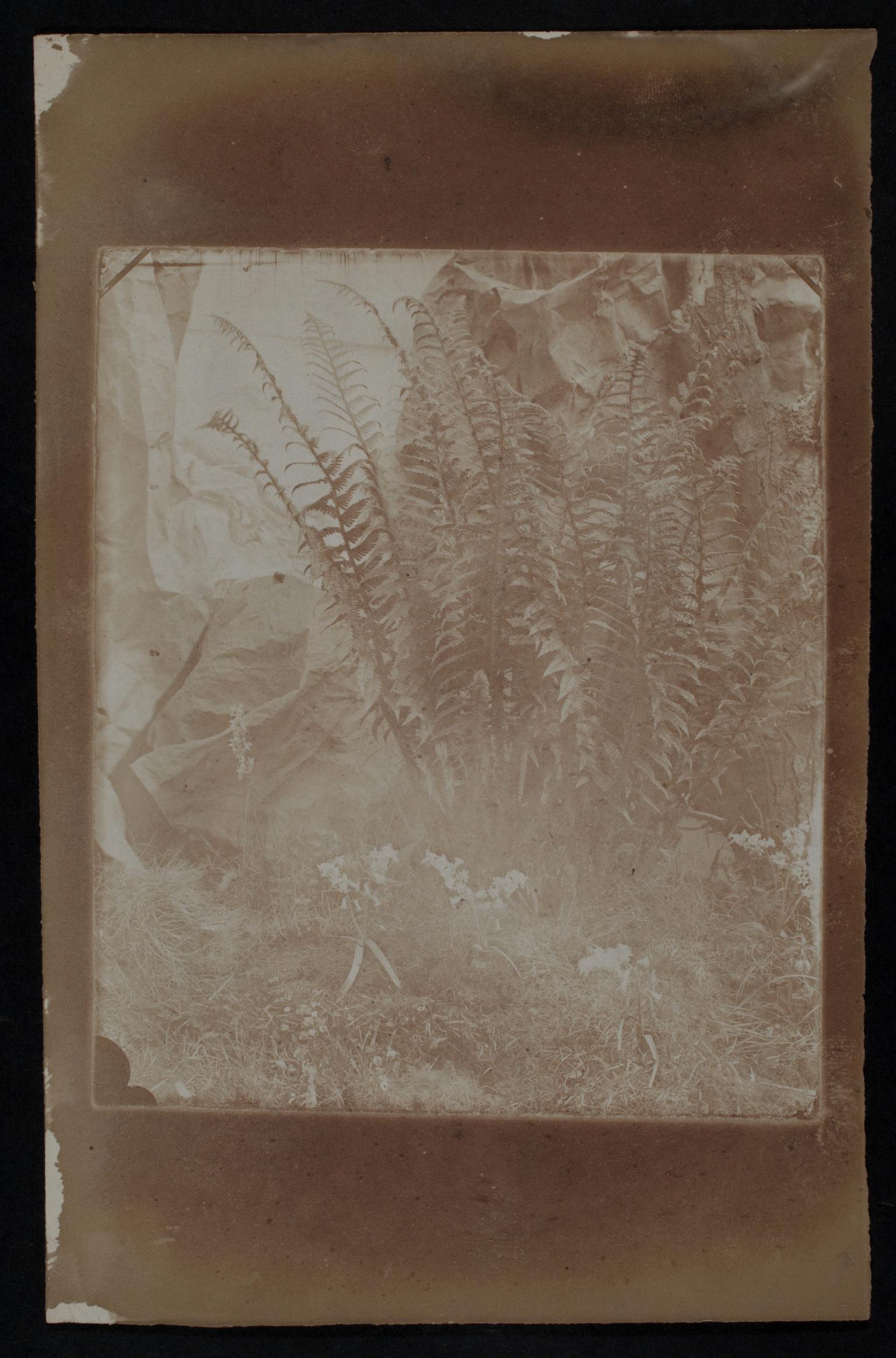 Ferns, photograph
