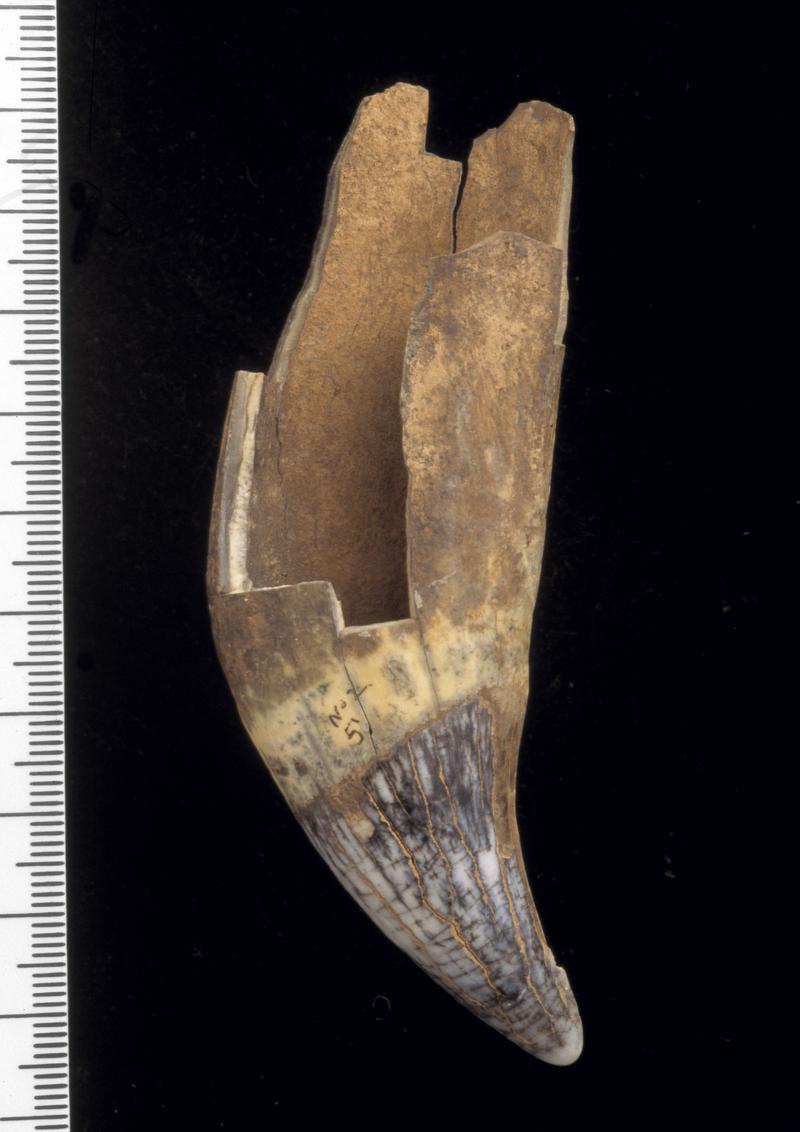 Pleistocene bear tooth