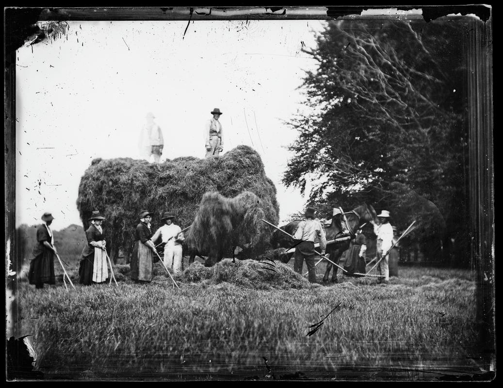 Welsh haymakers (glass negative)