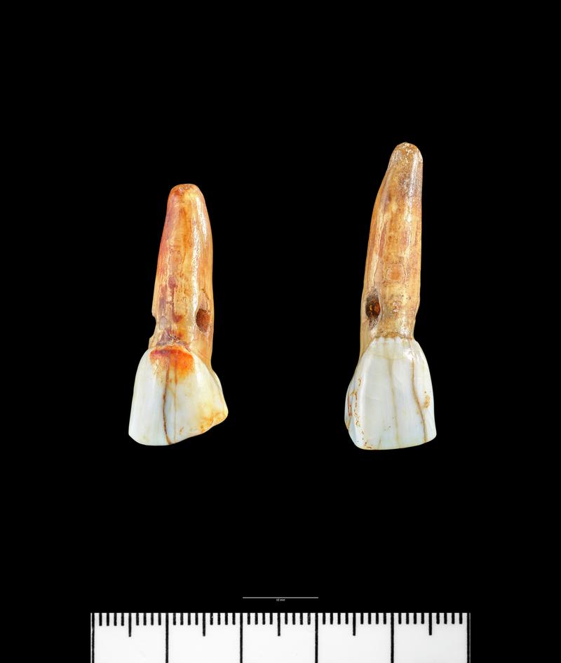 Roman cow tooth pendants x 2