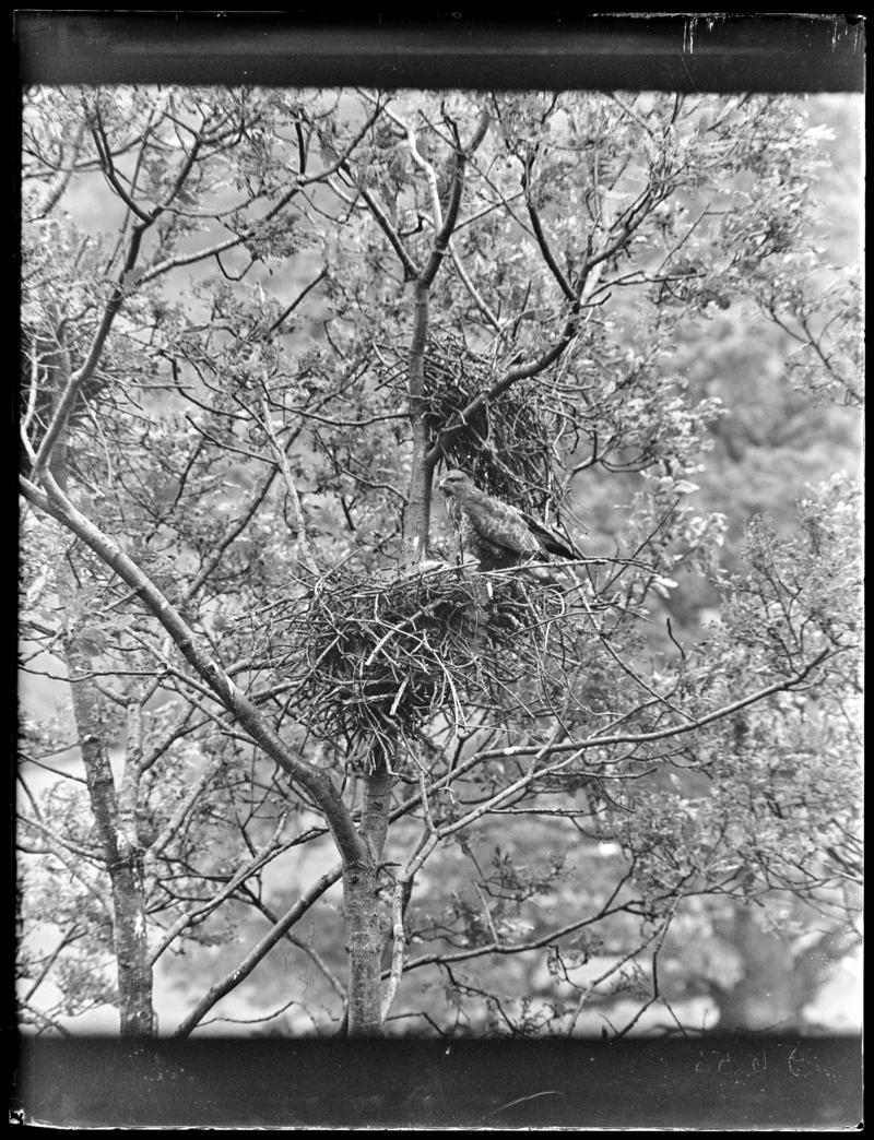Buzzard at nest, glass negative